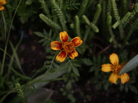 Cravo-túnico (Tagetes sp.)
É comestível. Afugenta a mosca branca no tomateiro e ajuda no controlo de alguns 
nemátodos do solo.